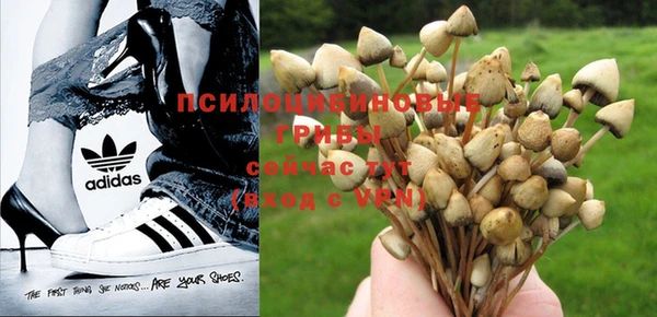 гашиш Богданович